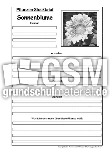 Pflanzensteckbrief-Sonnenblume-Sw.pdf